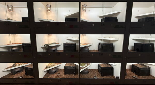 Diamantpython Terrarien bei StarPythons – professionelle Zuchtanlage