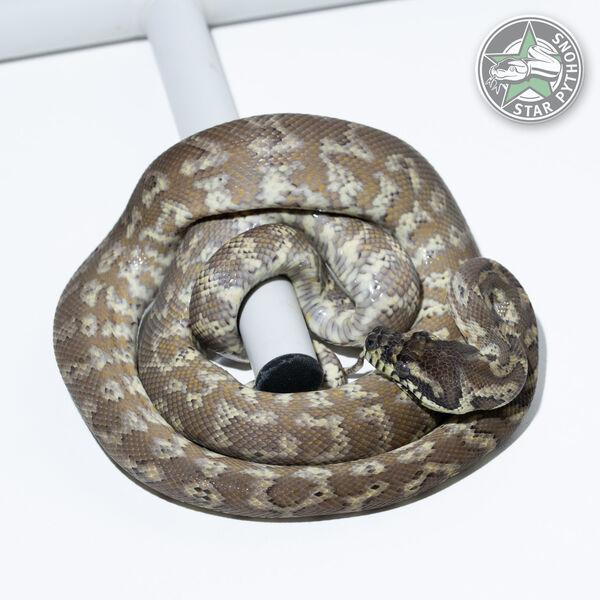 Caramel het Granite male