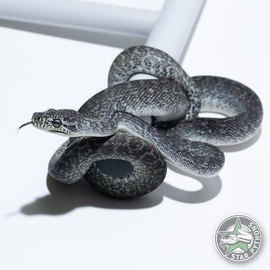 This beautiful male Axanthic Granite het Albino carpet python with id 24-033 is for sale.