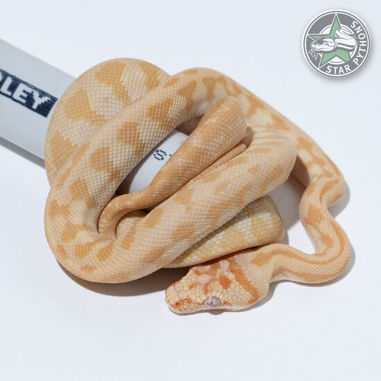 Hypo Albino (Sunglow) Jaguar (Redline) male