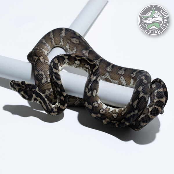 This beautiful female tplhet Snow Granite carpet python with id 24-249 is for sale.