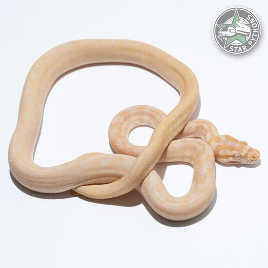 This beautiful female Albino carpet python with id 24-357 is for sale.