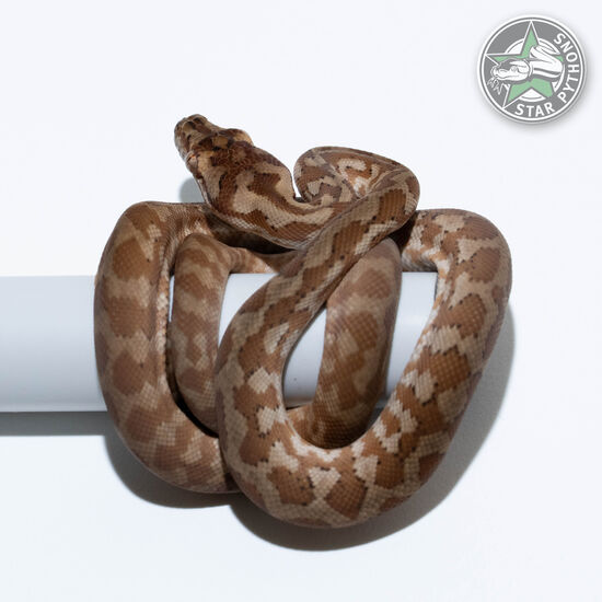 Hypo Caramel het Axanthic pos het Albino