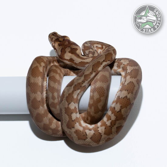 Dieses schöne Hypo Caramel het Axanthic Teppichpython (weiblich) mit der ID 24-470 ist zu verkaufen.