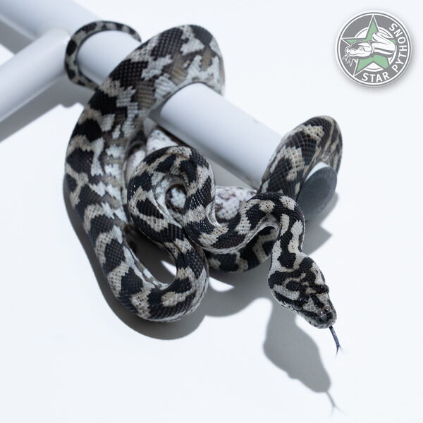 This beautiful male Axanthic het Granite carpet python with id 24-525 is for sale.