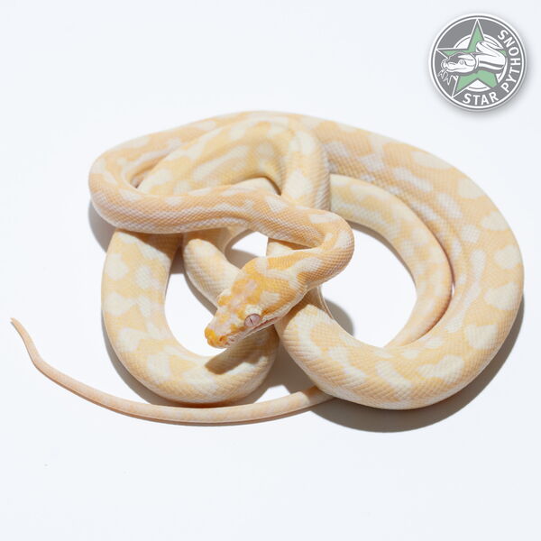 This beautiful female Sunglow het Axanthic carpet python with id 24-715 is for sale.