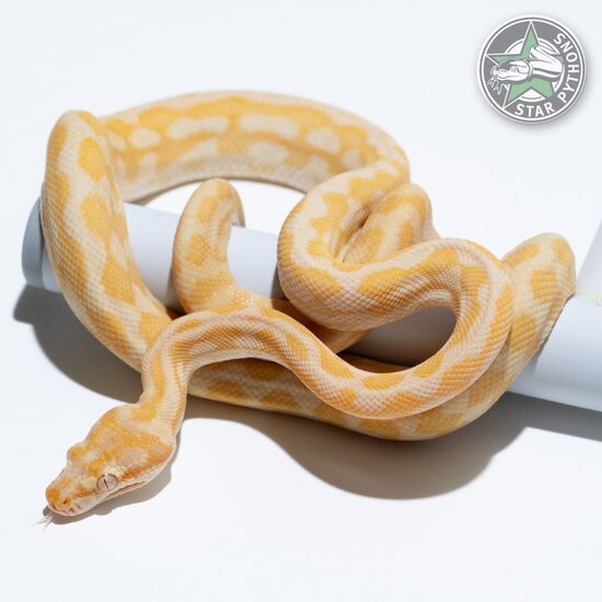 This beautiful male Sunglow het Axanthic carpet python with id 24-716 is for sale.