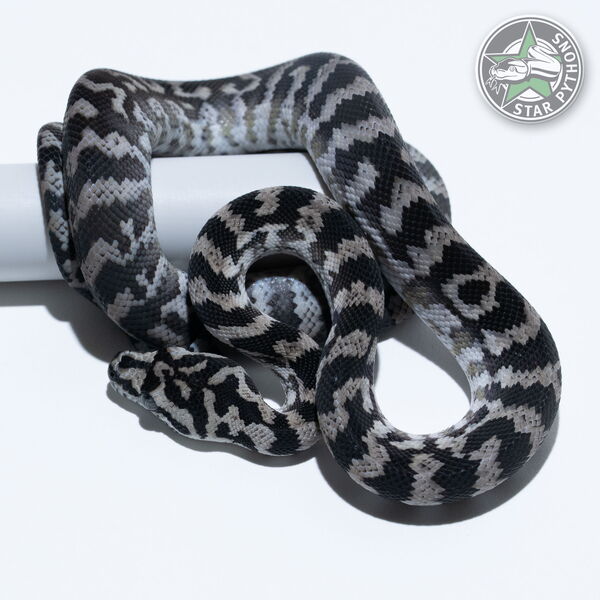 This beautiful female Axanthic het Granite carpet python with id 25-018 is for sale.