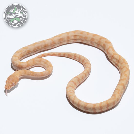 This beautiful male Albino carpet python with id 25-137 is for sale.