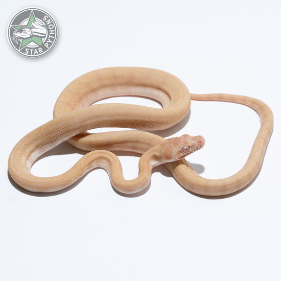 이 아름다운 (Albino (female)) 카펫비단뱀(ID: 25-209)이 판매 중입니다.