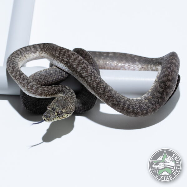 이 아름다운 (Granite het Axanthic (female)) 카펫비단뱀(ID: 25-249)이 판매 중입니다.