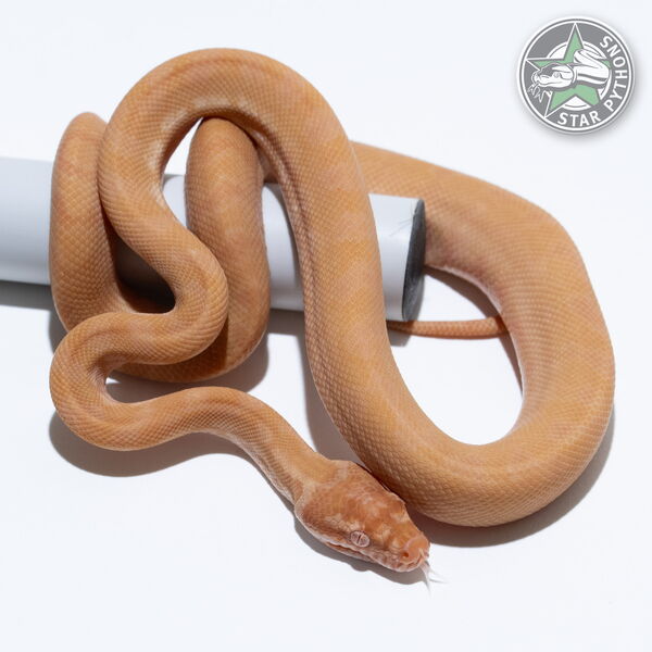 This beautiful male Sunglow carpet python with id 25-510 is for sale.