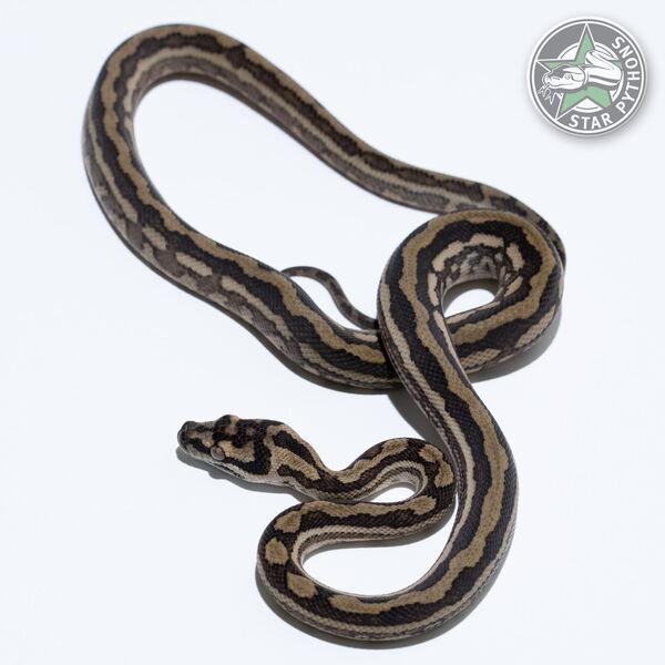 이 아름다운 (Caramel Tiger (pure Coastal) (female)) 카펫비단뱀(ID: 25-553)이 판매 중입니다.