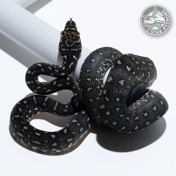 This beautiful female Diamond carpet python with id 25-704 is for sale.