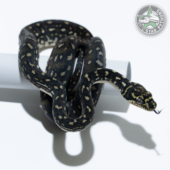 This beautiful female Diamond carpet python with id 25-719 is for sale.