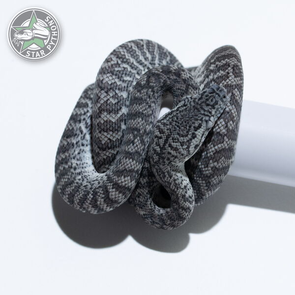 이 아름다운 (Axanthic Granite (female)) 카펫비단뱀(ID: 26-023)이 판매 중입니다.