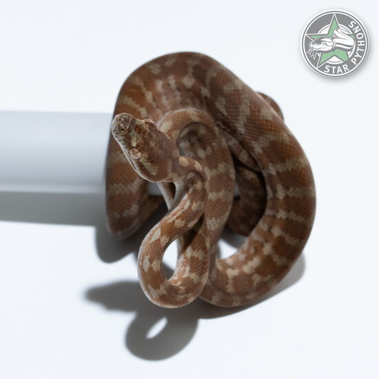 이 아름다운 (Hypo dblhet Snow (male)) 카펫비단뱀(ID: 26-406)이 판매 중입니다.