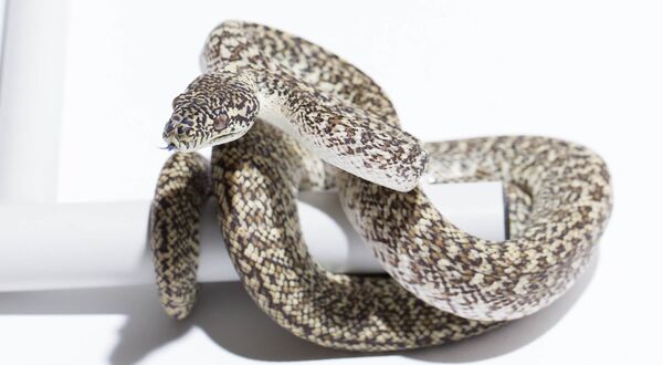 Granite Carpet Python