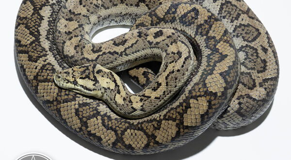 Hypo Teppichpython (Morelia spilota mcdowelli) – reiner Coastal hypomelanistischer Morph mit reduzierter Dunkelpigmentierung | StarPythons