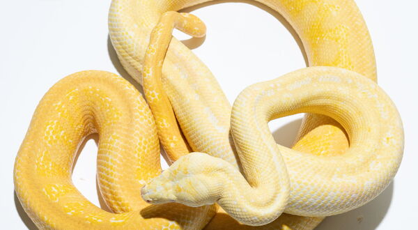 Sunglow Jaguar Teppichpython (Morelia spilota) – Hypo Albino Jaguar Dreifach-Kombination