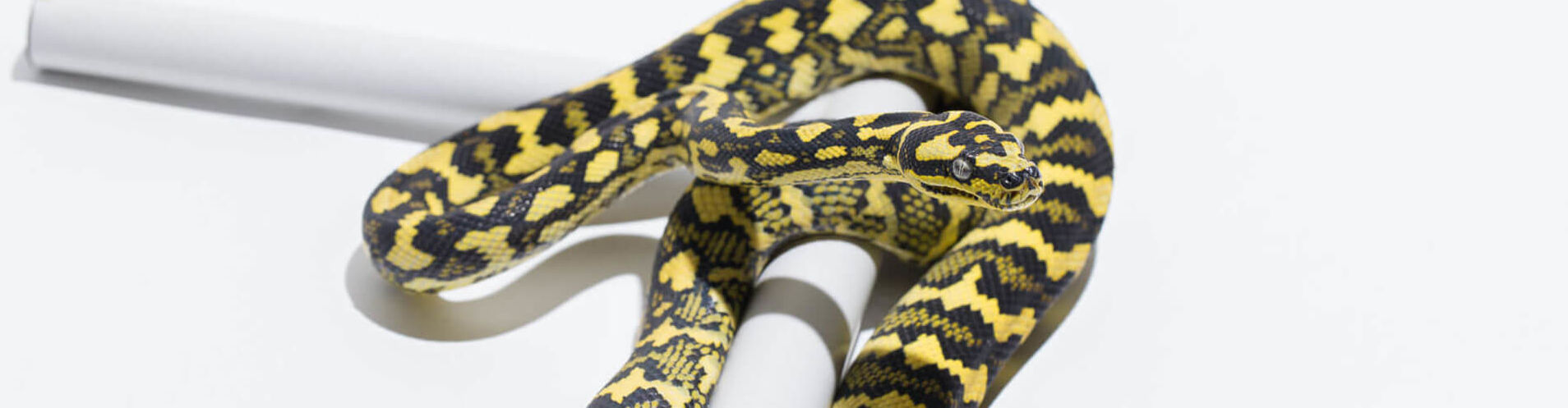 German Bloodline - Morelia spilota cheynei