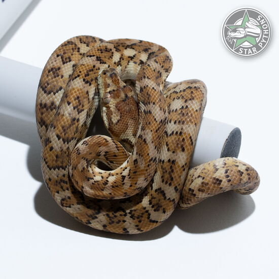 This beautiful male Hypo carpet python with id 24-100 is for sale.