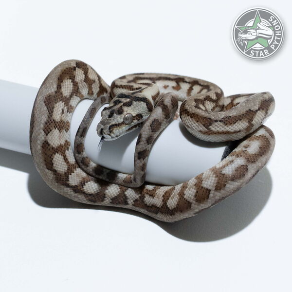 Dieses schöne Caramel Jaguar het Axanthic Teppichpython (weiblich) mit der ID 24-1048 ist zu verkaufen.