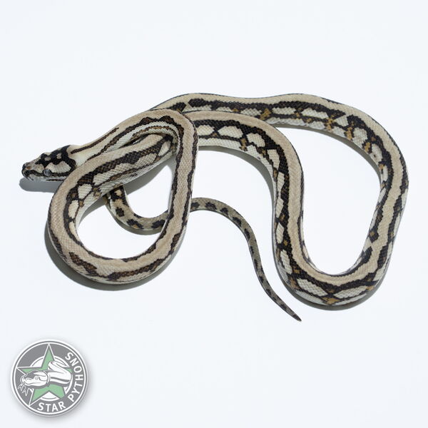 This beautiful male Caramel Jaguar het Axanthic carpet python with id 24-1056 is for sale.
