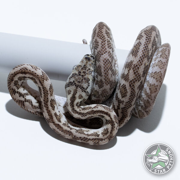 Ghost Zebra male
