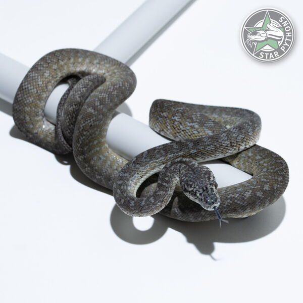 This beautiful male Granite dblhet Snow carpet python with id 24-240 is for sale.