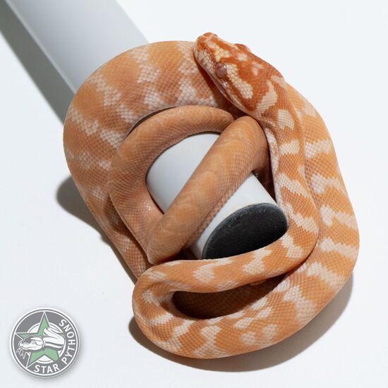 This beautiful male Albino dblhet Axanthic Granite carpet python with id 24-245 is for sale.