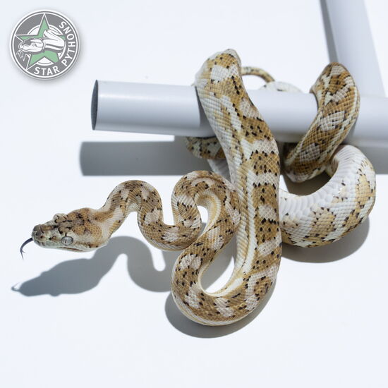 이 아름다운 (Hypo (pos Super) (male)) 카펫비단뱀(ID: 24-785)이 판매 중입니다.