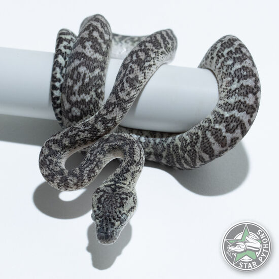 Axanthic Granite (pure IJ) male