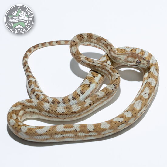 This beautiful male Hypo Caramel het Axanthic carpet python with id 24-913 is for sale.