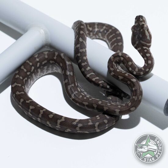 Bredli female