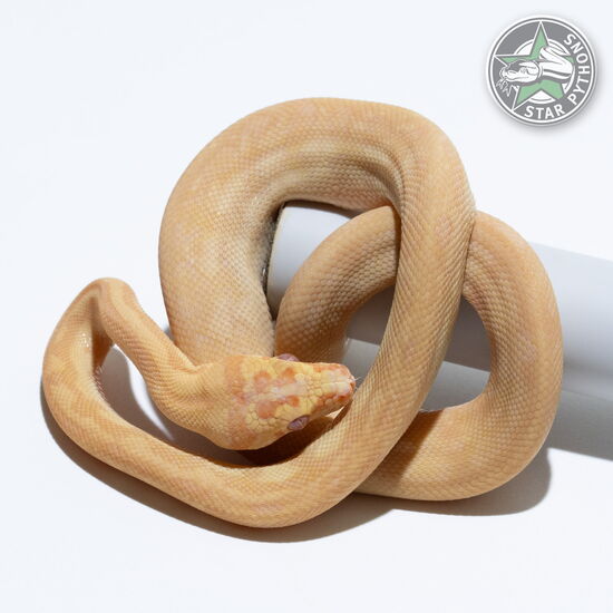 This beautiful female Albino (Redline) carpet python with id 25-013 is for sale.