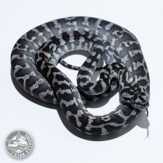 이 아름다운 (Axanthic het Granite (female)) 카펫비단뱀(ID: 25-026)이 판매 중입니다.