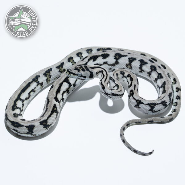 이 아름다운 (Axanthic Jaguar (male)) 카펫비단뱀(ID: 25-340)이 판매 중입니다.