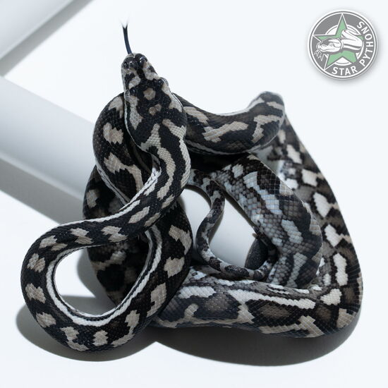 This beautiful male Axanthic carpet python with id 25-574 is for sale.