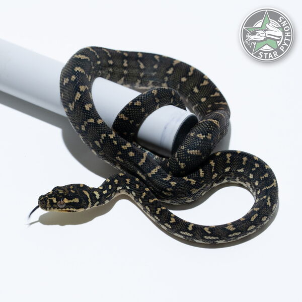 This beautiful female Diamond carpet python with id 25-814 is for sale.