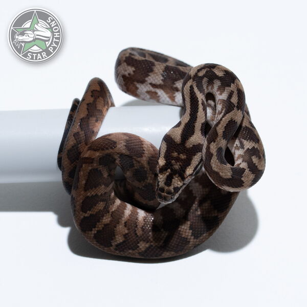 Dieses schöne dblhet Axanthic Granite (pure IJ) Teppichpython (männlich) mit der ID 26-009 ist zu verkaufen.
