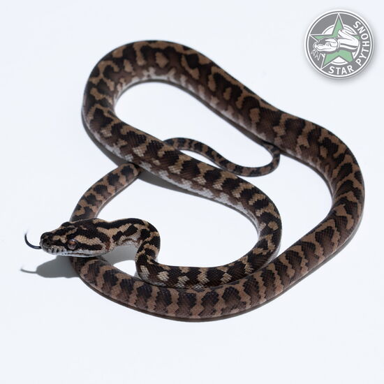 이 아름다운 (dblhet Axanthic Granite (pure IJ) (male)) 카펫비단뱀(ID: 26-019)이 판매 중입니다.
