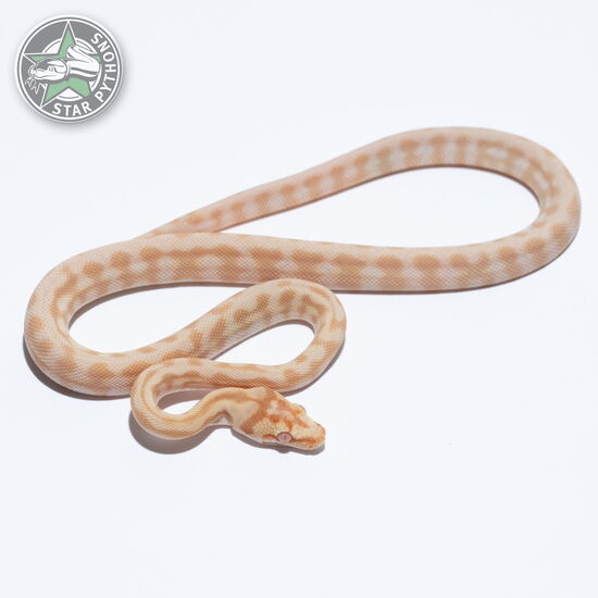 Dieses schöne Sunglow Jaguar dblhet Axanthic Granite Teppichpython (männlich) mit der ID 26-046 ist zu verkaufen.