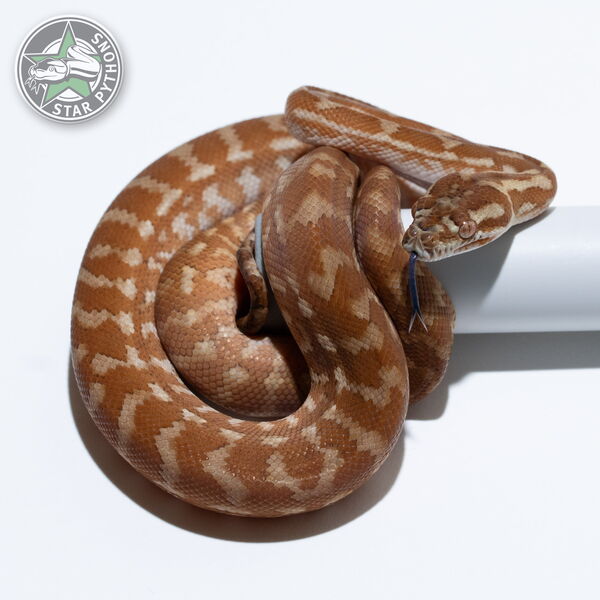 Dieses schöne Caramel Teppichpython (weiblich) mit der ID 26-074 ist zu verkaufen.