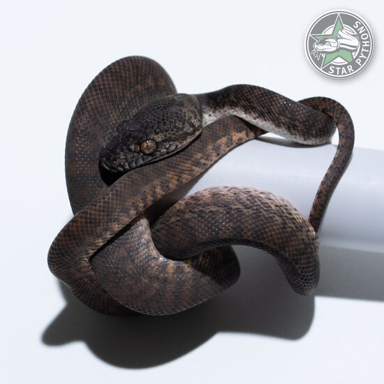 Dieses schöne Granite Teppichpython (männlich) mit der ID 26-153 ist zu verkaufen.