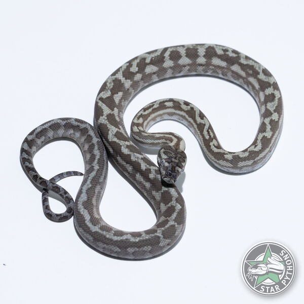 Dieses schöne Caramel Axanthic Teppichpython (männlich) mit der ID 26-424 ist zu verkaufen.