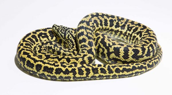 Zebra Carpet Python