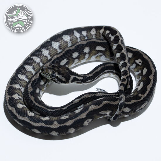 This beautiful female Axanthic dblhet Albino Granite carpet python with id 24-028 is for sale.