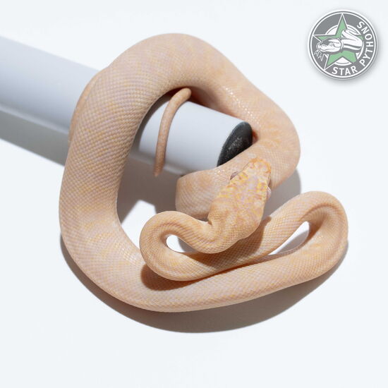 This beautiful female Albino Granite Jaguar carpet python with id 24-130 is for sale.