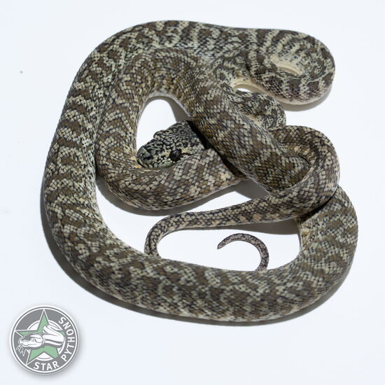 Dieses schöne Granite het Axanthic Teppichpython (männlich) mit der ID 24-547 ist zu verkaufen.
